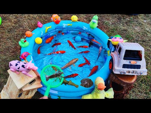 Fishing for ornamental fish in ponds, colorful fish, cow, turtles, lobsters, goose ducks, cute ducks