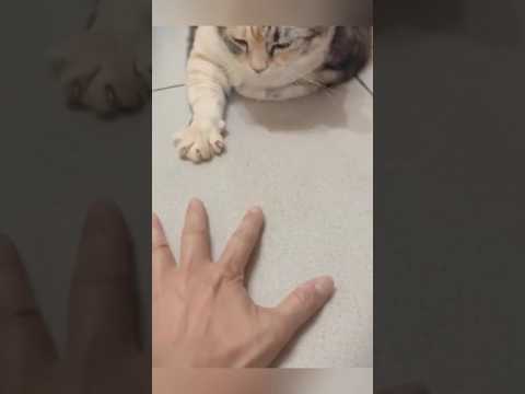 Animal Funny Video #comedy #comedy #funnyreel #animal #cat #dog