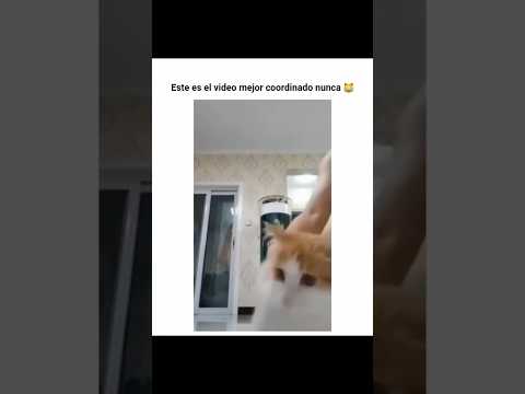 Este es el video mejor coordinado nunca 😹 #shorts #cat