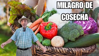 MIRAD LA COSECHA DE VERANO |  De la huerta a casa