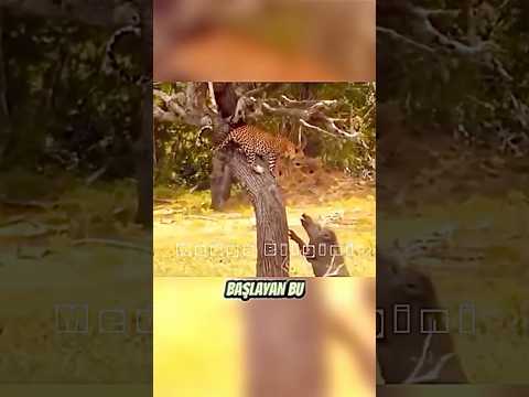 Leopar Domuzları fena kandırdı #animals