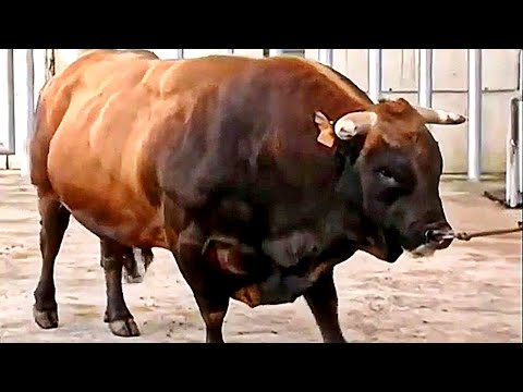 Hefty bulls of Asturian Valley breed