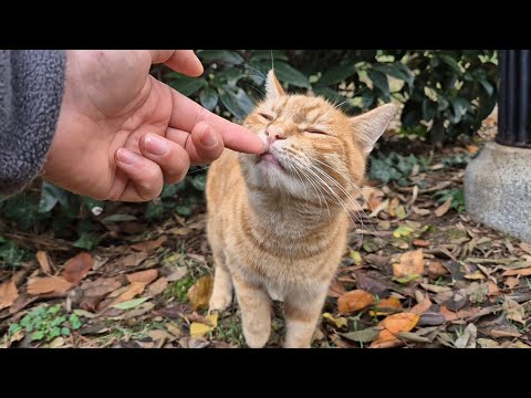 Incredibly cute and friendly orange stray cat.