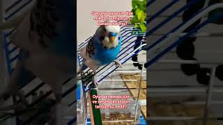 serçe 2. lütfen destek için abone olun.. #animals #automobile #comedy #edit #komikhayvanlar