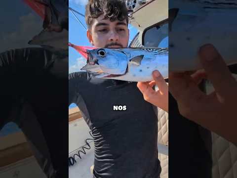 ¿Cuánto Dinero Gano Pescando Monstruos Marinos por 24 Horas?