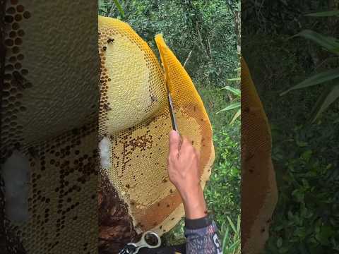 Why do they waste honey from the hive? #shorts