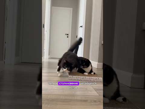 Два шатающихся кота - это хаос…