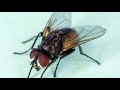 Insect Characteristics and Benefits