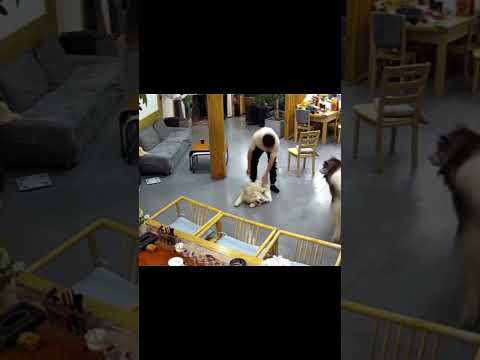 #omg #shortvideo #pets #dog #animals