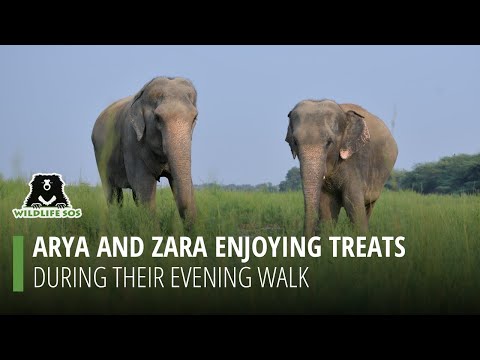 Watch Arya and Zara enjoy their evening walk whilst munching on treats!