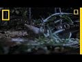 Life and Death of a North American Garden Shrew