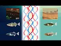 Genetic Factors in Stickleback Evolution