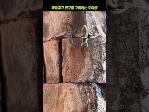 Lizard's True Friendship