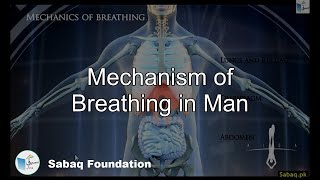 Mechanism of Breathing in Man