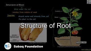 Structure of Root