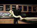 Exploring Evolutionary Structures: Homologous, Analogous, and Vestigial