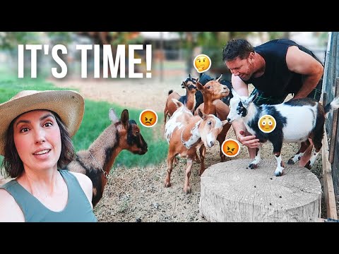 Training a Buck… or Trying To 😂