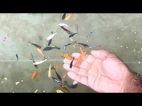 Molly & Guppy fish feeding | Hand feeding | Natural colour fish tank on the roof