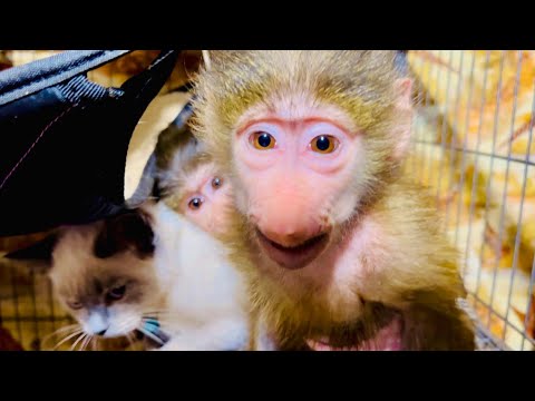 СМЕХ да и только! Вы только посмотрите КАК Степа и Маня ПРЯЧУТ от меня КОТА и не дают ему выйти