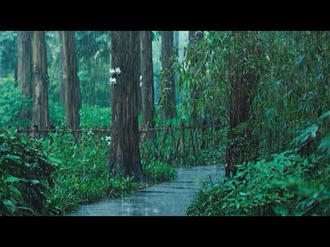 Regengeräusche zum Einschlafen - starker Regen und Donner in einem nebligen Wald in der Nacht