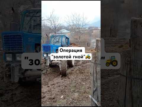 Операция "Золотой гной"🚜 #мтз #farmergirl #село #деревняжителейномер13 вня #белорус #agriculture