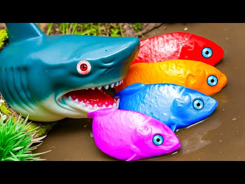 Blue Crocodile Hunting Koi, Crabs, Eggs, Eel 💕 Stop Motion ASMR CoCo
