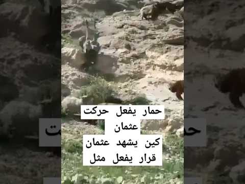 حمار يفعل حركت عثمان كين يشهد عثمان قرار يفعل مثل #ضحك #مضحك #اكسبلور #متابعه #العراق #لايك #حالات