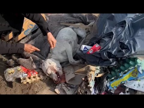 From A Landfill To A Pet Who Loves Owner With All His Heart | Miracle Happens If Kind People There!