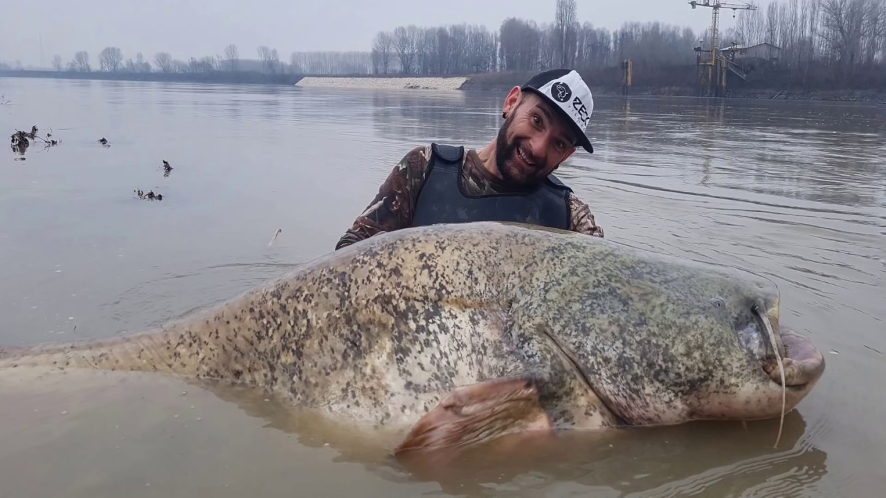 Mammoth catfish 275 pound record fish caught on camera - hd by catfishing world