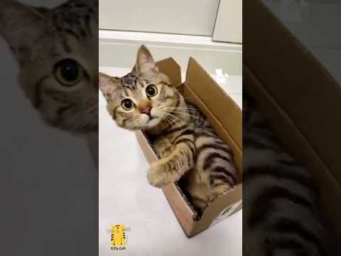 Funny Cat & Cute Kittens537π» #shorts #kucing #kucinglucu #funny #pet #cat #foryou #viral #viralvideo
