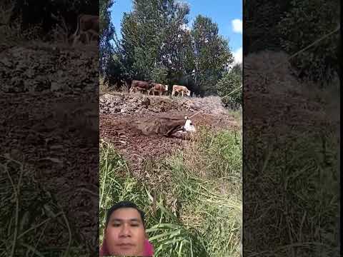 Chú bò thoát khỏi hầm phân #bull #farming #cow #oddlysatisfying #farmanimalct #bullfarm