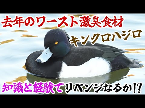 去年のワースト激臭食材キンクロハジロ、知識と経験でリベンジなるか！？