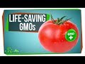 Genetic Modification in Food Production
