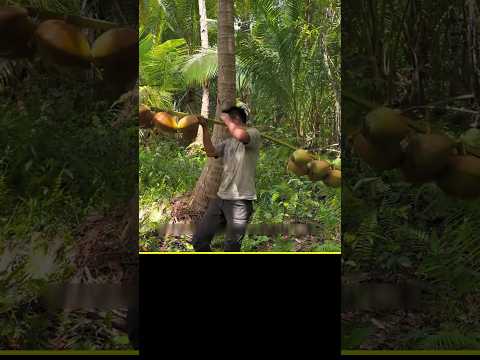 নারকেল গাছে ওঠে ডাব কেটে জলে তৃষ্ণা মেটায় রাতের খাবারের জন্য মাছ ধরতে চাই সমুদ্রের জল 🤤#ytshorts