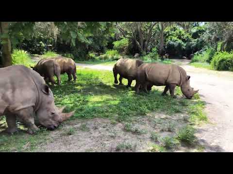 Kilimanjaro Safaris Animal Kingdom Park