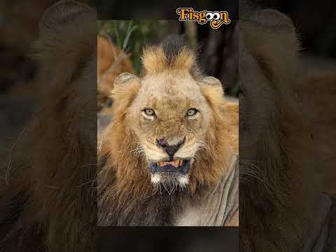 La Muerte de Míster T - El León Más Cruel de la Historia #SHORTS