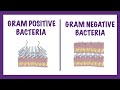 Bacterial Cell Wall and Gram Staining