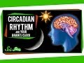 Understanding Circadian Rhythms