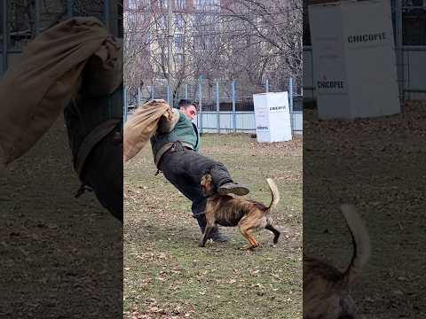 馃槷Police dog training. K9. Dutch Shepherd Herder attacks. #GUARDODESSA Odessa Ukraine