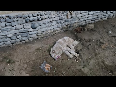 Scared Dog Survives Bullets & Crash Alone in Basement