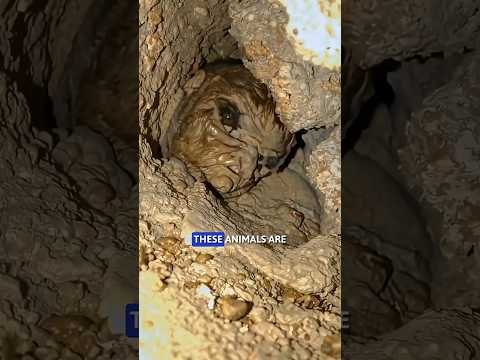 8 Cannibal Animals You Never Expected