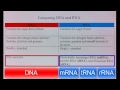 RNA and DNA Functions and Structures