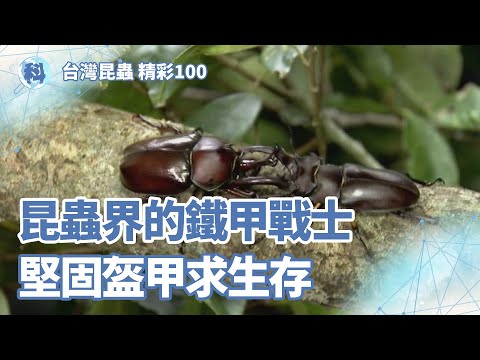 昆蟲界的鐵甲戰士 堅固盔甲求生存【昆蟲世界】＿  EP06 - YouTube