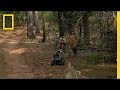 Remote-Controlled Camera in Wildlife