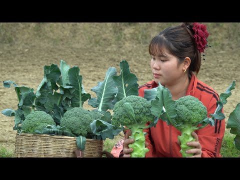 Harvesting cauliflower to sell in the village, bringing leaves home to feed pigs, Xuan's daily life