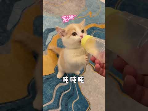 【一隻又廷?】如何召喚一隻小奶貓？