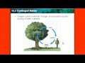 Cycles in Ecosystems: Energy and Nutrients