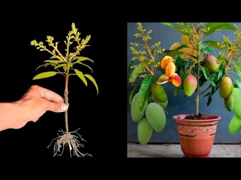 Technique to quickly propagate mango trees with just 1 chicken egg, you will be surprised