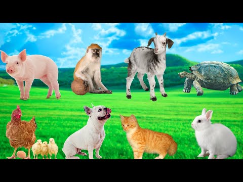 Adorable Little Animals - Dogs, Cats, Rabbits, Chickens, Ducks, Turtles, Hedgehogs - Animal Moments