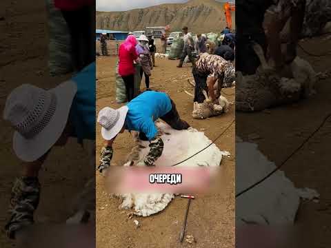 Он зарабатывает миллионы!